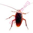 cockroach (Oops! image not found)